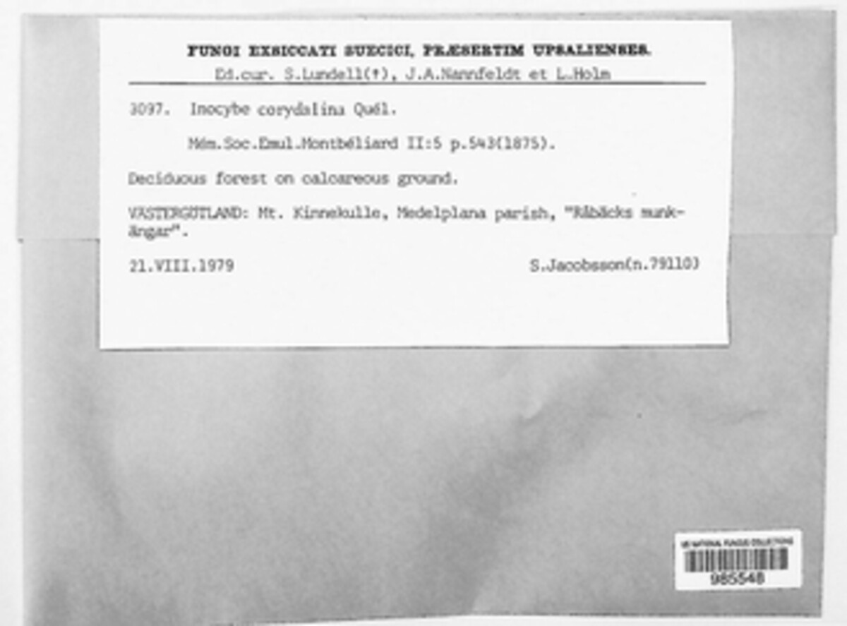 Inocybe corydalina image